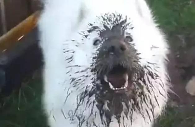 雪橇三傻萨摩耶如何训练抓野兽,萨摩耶雪橇三傻