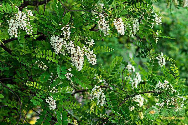 家里的院子里刺槐好还是国槐好,国槐价格1米多少钱一棵