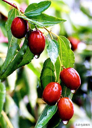 沧州东光县十大特产,沧州海兴十大特产