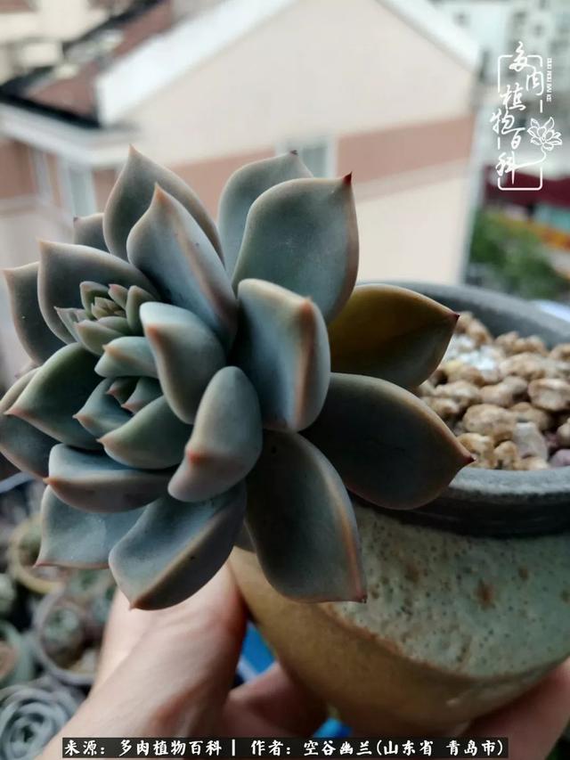 多肉最美的时光,多肉惊艳我的时光