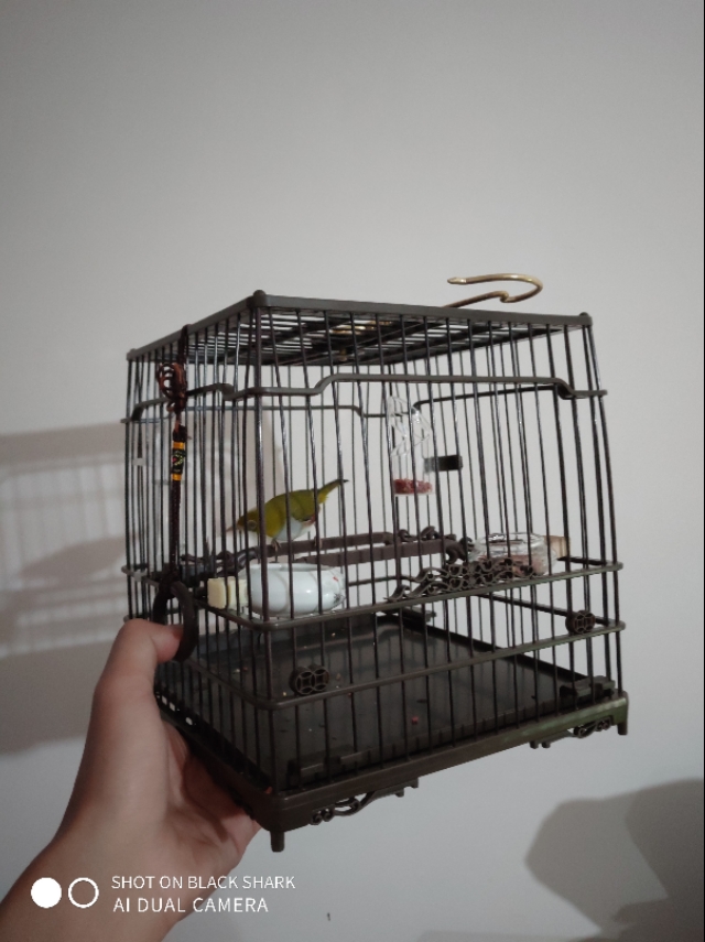 绣眼鸟冬季换毛是什么原因,绣眼鸟冬季怕冷吗