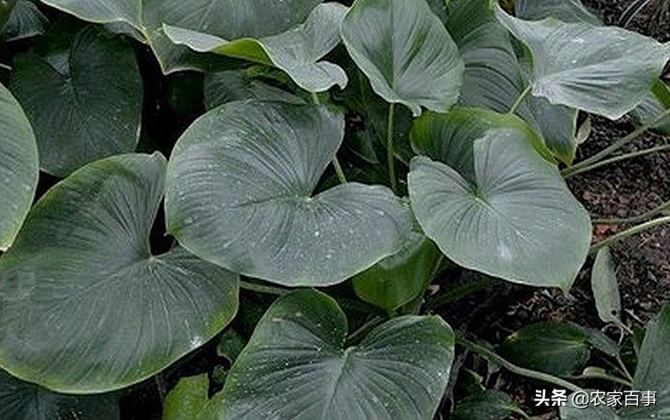 农村野草滴水观音,农村这种草看着不起眼根像小海螺