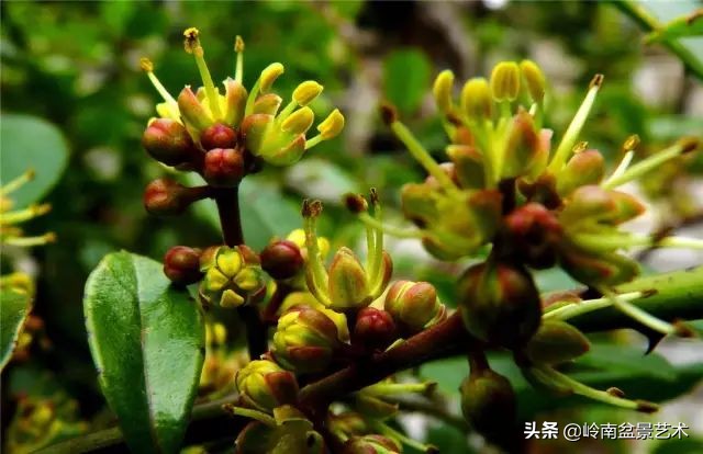 文人杂木盆景精品欣赏,可以做盆景的杂木图片大全