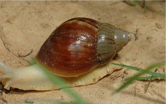 雨后出现非洲大蜗牛怎么处理,暴雨过后出现的大蜗牛