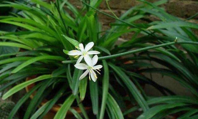 一年四季都适合种的花好养,好养的花有哪些适合一年四季养