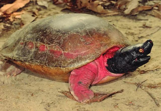 岁月是把杀猪刀？龟的成长中谁的变化大