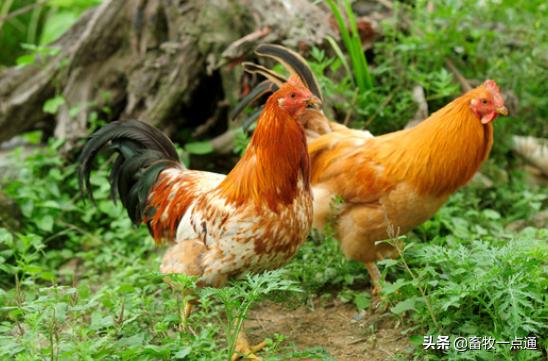 怎样预防绦虫及囊虫病,鸡球虫病最佳预防期