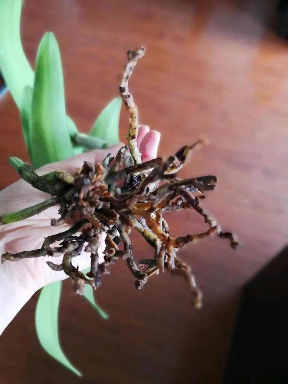 花卉烂根处理方法,花卉烂根后用什么肥好些