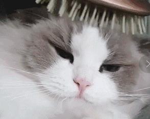 猫咪舔毛是为了清洁么,猫咪舔毛时有哪些不能做的