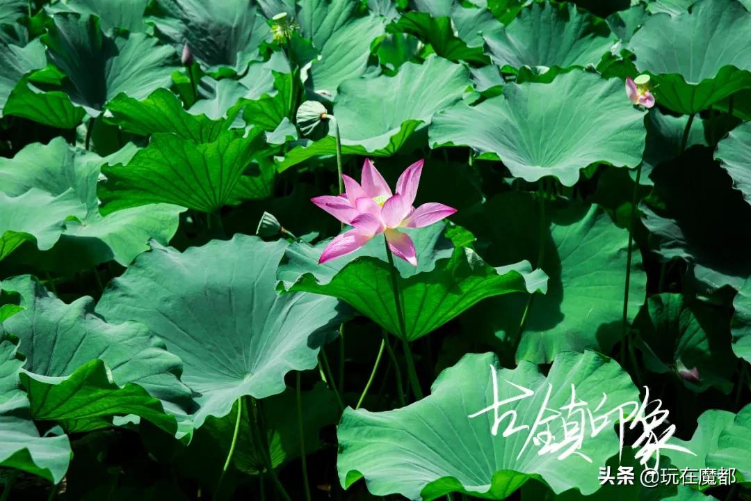 当你感觉到无聊,当你无聊时就回家乡看看