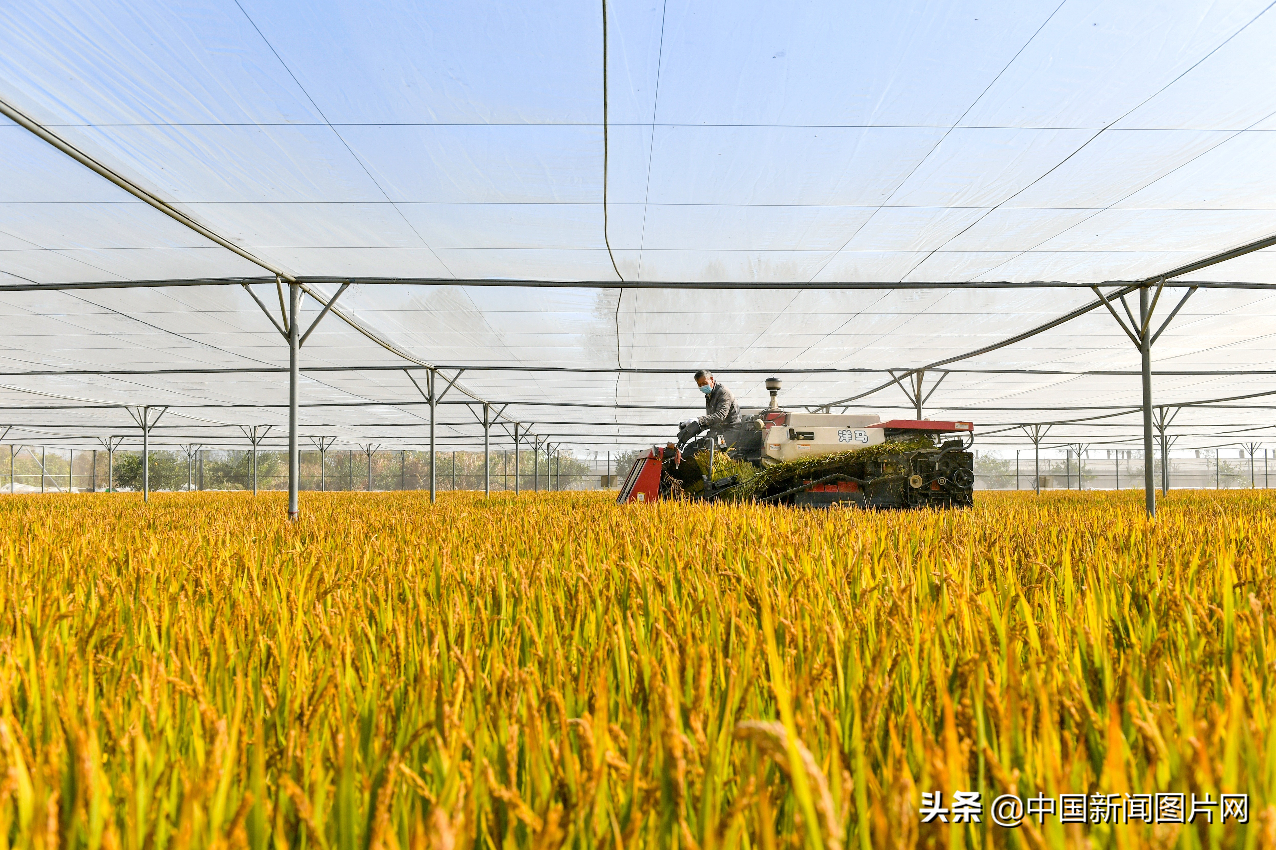 1000亩水稻一年纯利润,长兴百亩吊瓜收入