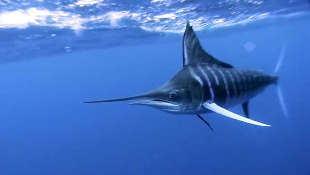 所有动物是怎么游泳的,小动物们是怎么游泳的