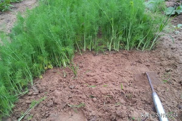 茴香种植技术和时间,大茴香的种植方法与时间