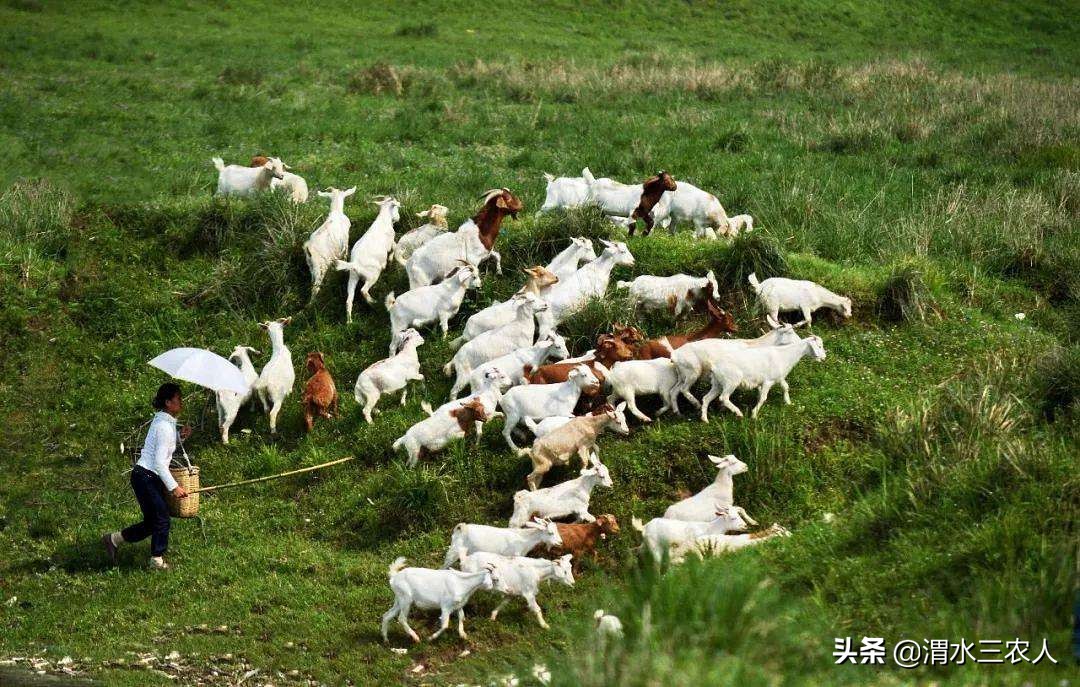 养羊困难怎么办,养羊亏损惨重