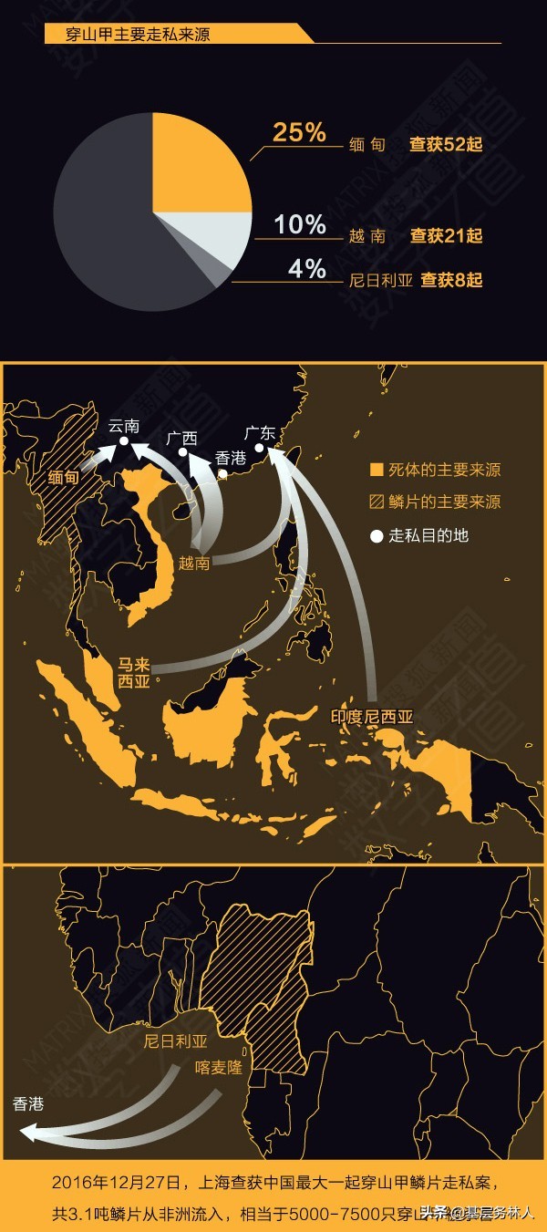 穿山甲为啥成为新冠肺炎宿主,穿山甲是冠状性肺炎的源头吗