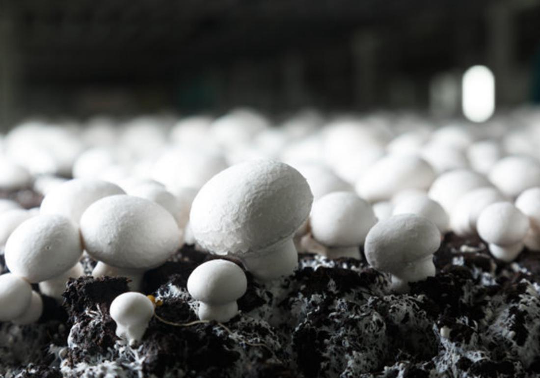 双孢菇容易感染杂菌吗,双孢菇病害有哪些