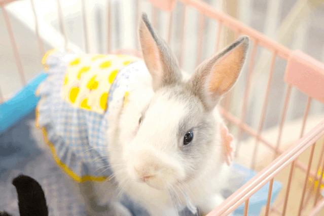 兔子馆三里屯,深圳三里屯兔子馆