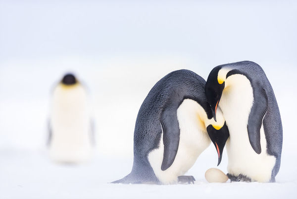 抢走人家的小孩,抢走别人的宝贝女儿