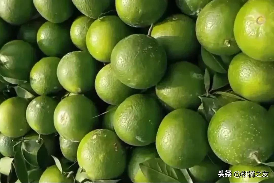 今天沙糖桔收购价多少,金秋砂糖桔目前价格行情