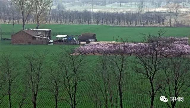 雄哉,大荔春晚大美大荔