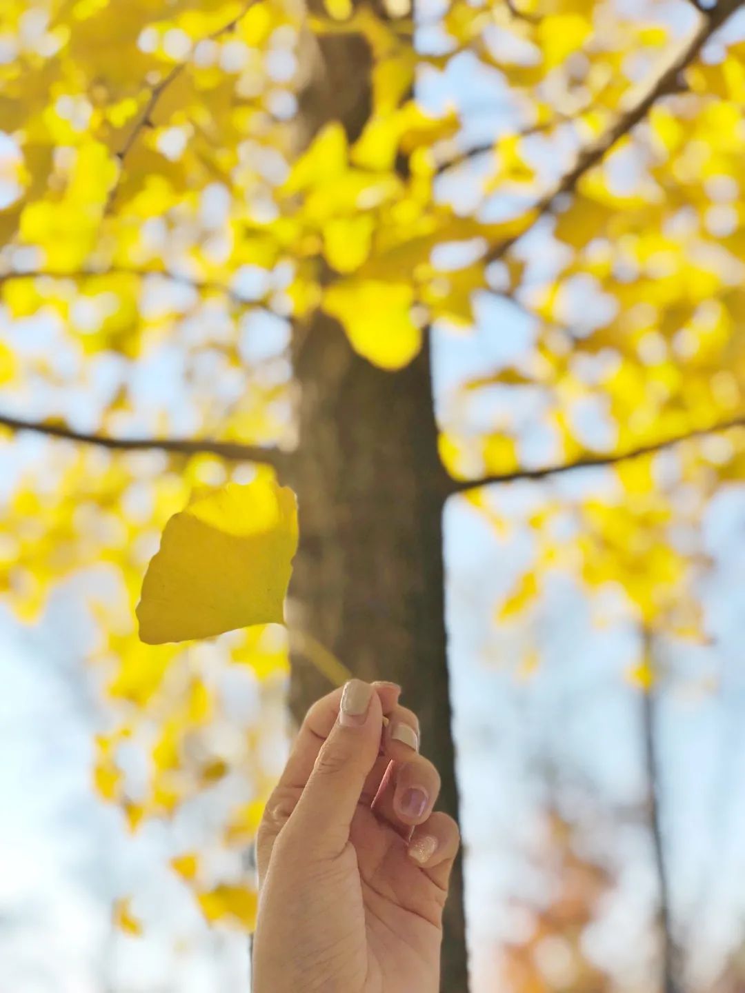 黄了！山东爆火的“银杏林”，千余亩的曼妙绝伦，只等你来！