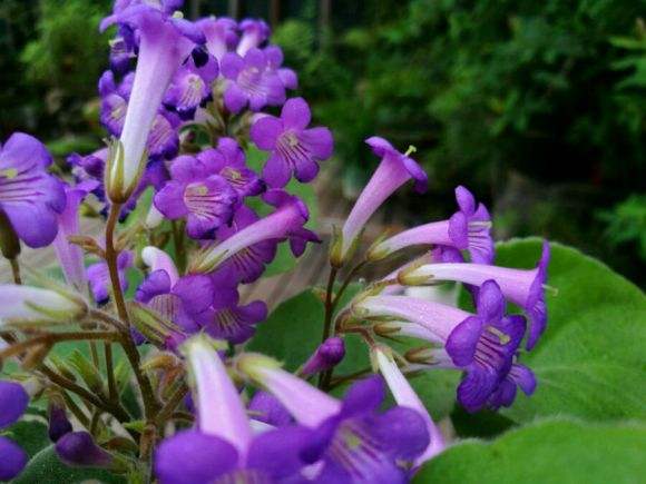 中华人民共和国野生植物保护名录,濒危保护植物名录药用植物多少种