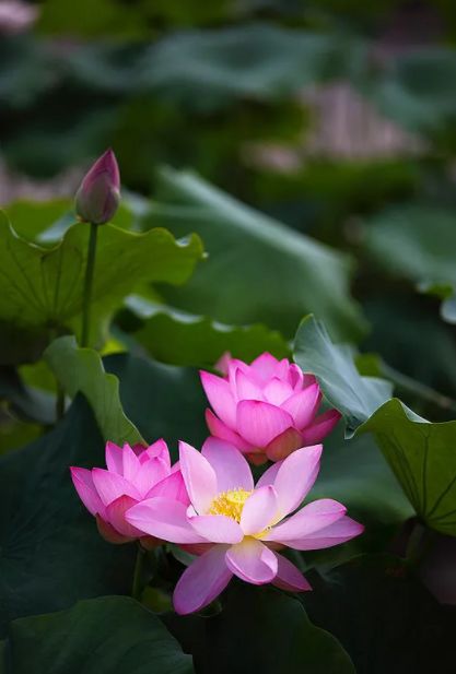 中国水墨荷花欣赏映日荷花别样红,映日荷花别样红写的是哪里的荷花