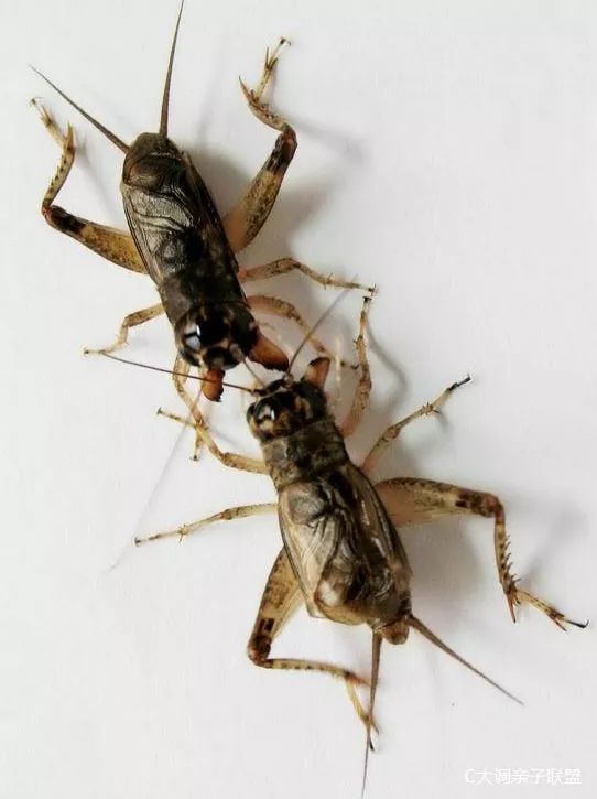 400款童年经典游戏是哪些游戏,十大童年经典游戏你玩过几个