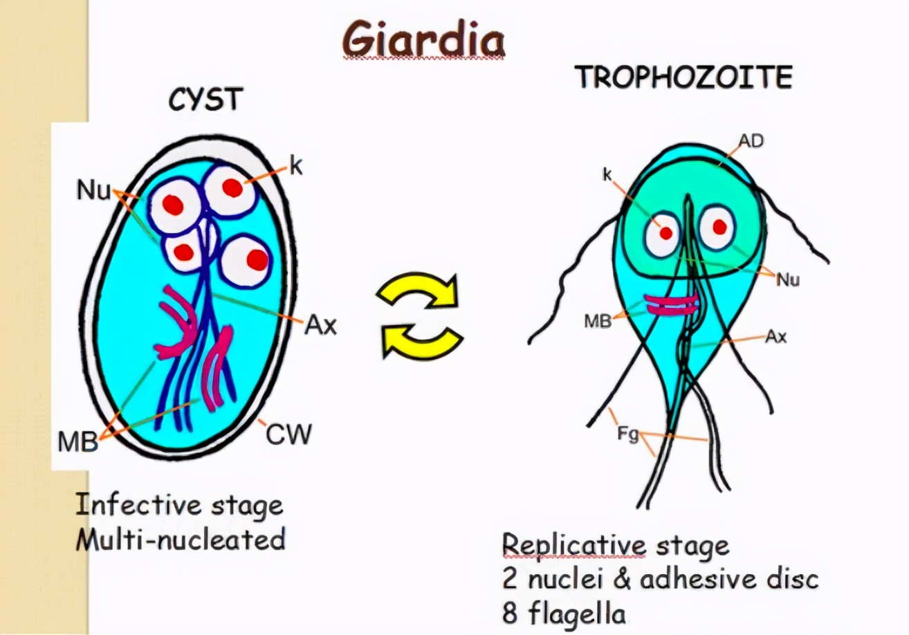 这种贝比眼镜蛇毒强80倍,海员食用后中毒身亡,为何还常被人吃