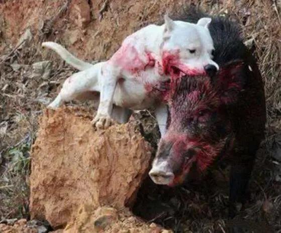 世界各国大型猛犬排名,世界各国猛犬排名