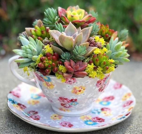 花盆改造多肉花盆,罐子多肉花盆改造