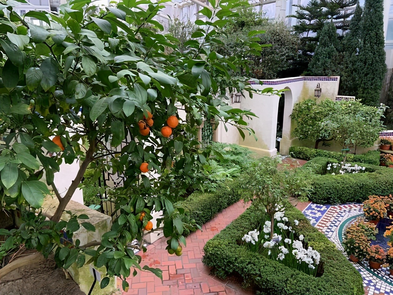 家门口种什么树能乘凉寓意好,无花果树为何不能栽家院子里迷信