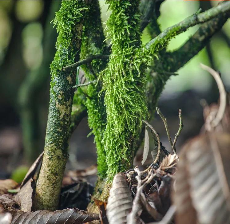 茶里的回甘生津是怎么回事,有回甘特别甜的茶