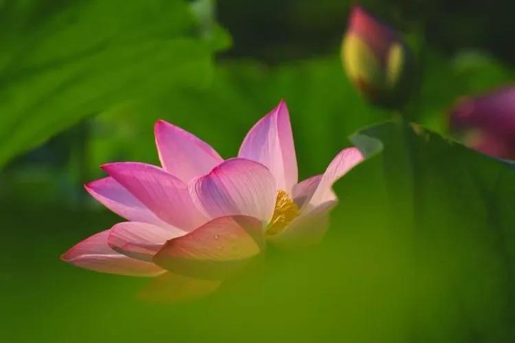 夏季最美荷花在哪里,山东最漂亮的荷花