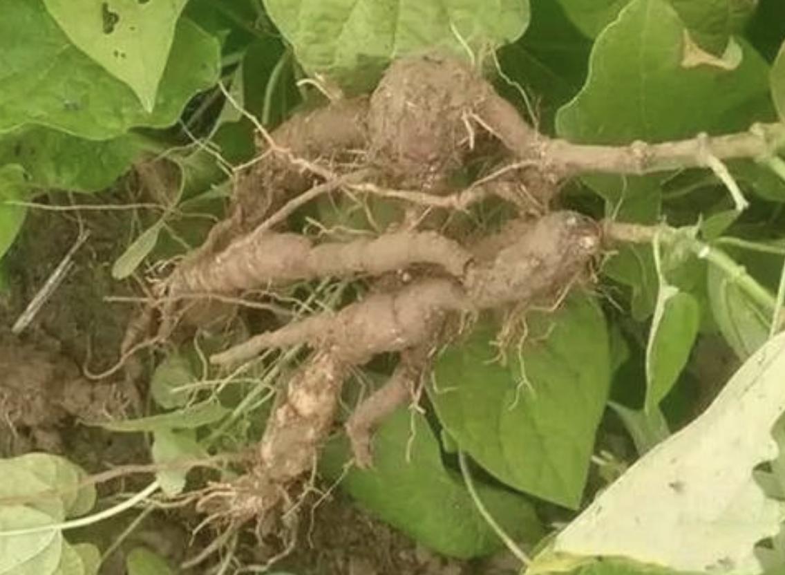 石头缝里，1种杂草像“常春藤”，被称为“白人参”，珍贵、奇特