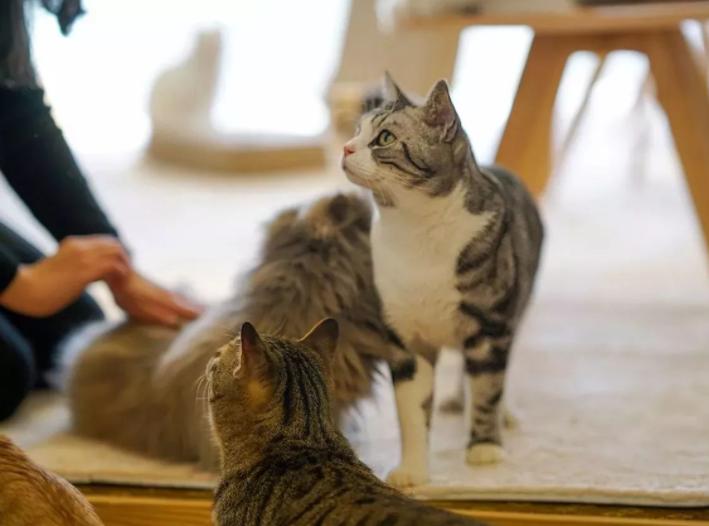 养猫的四个好处养了就是人生赢家,养猫的12个好处养过的人才懂