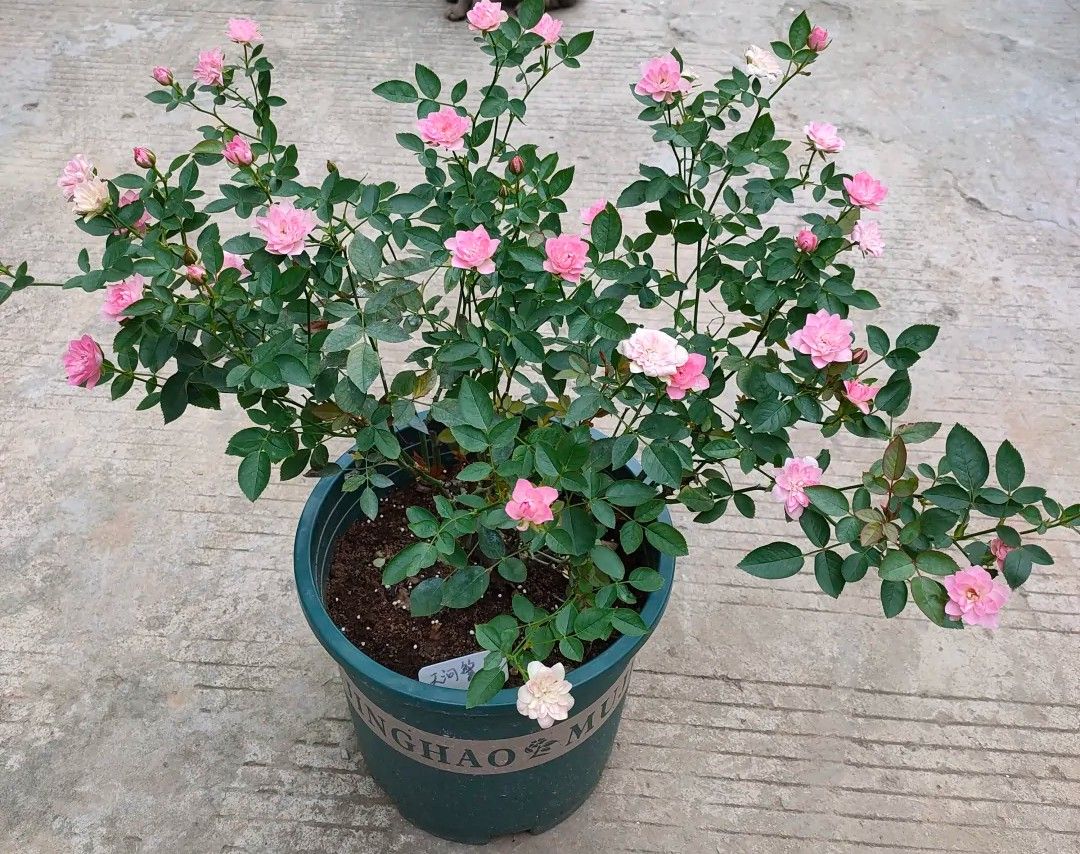 100种月季经典品种,100种经典月季品种