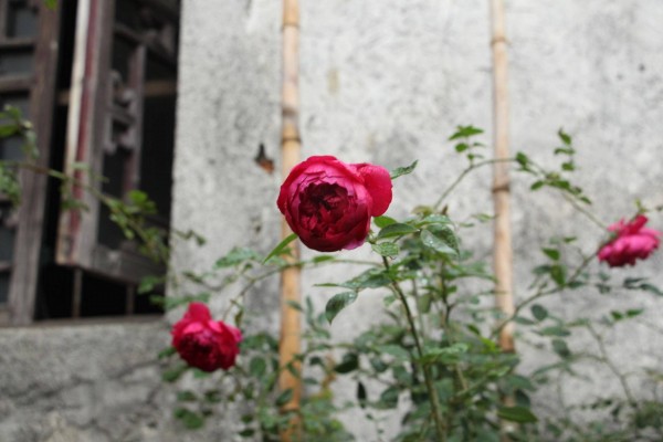 适合栽在庭院的多肉,庭院地栽多肉设计