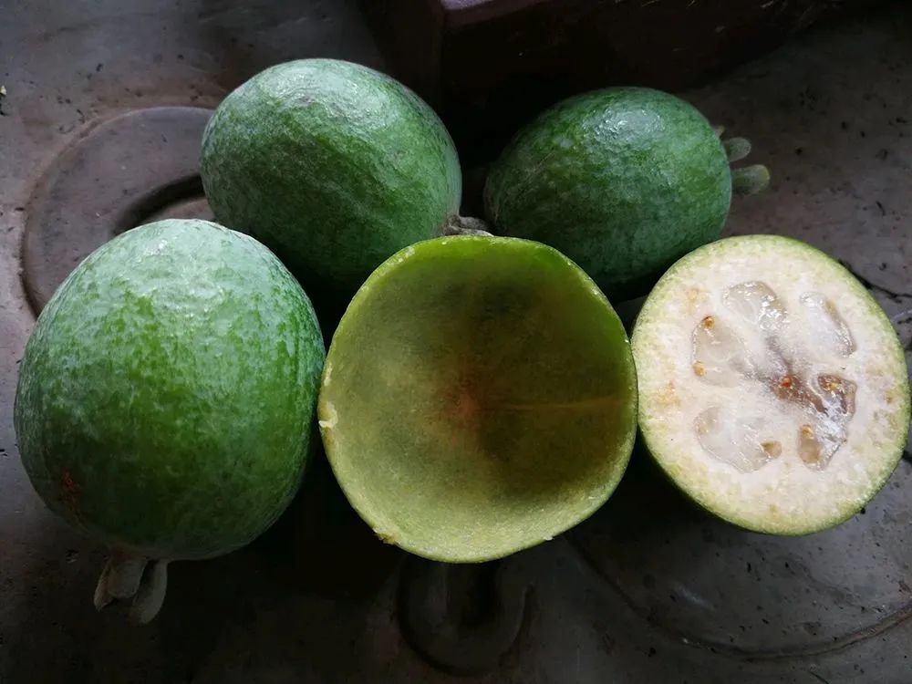 能赏花且树身价值高的树,超级贵的观赏性果树