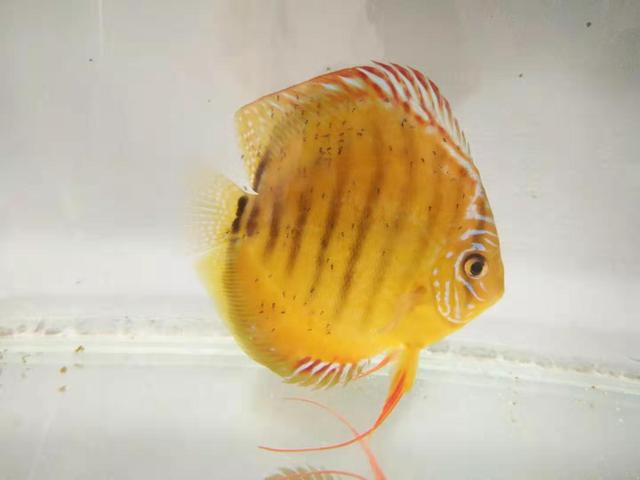 鱼缸内放高锰酸钾对鱼有没有伤害,给鱼缸里滴高锰酸钾