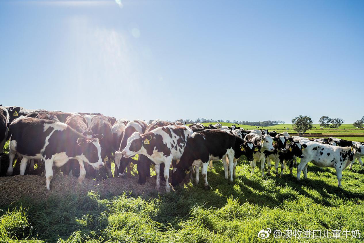 澳牧约你游澳洲我已经准备好出发了