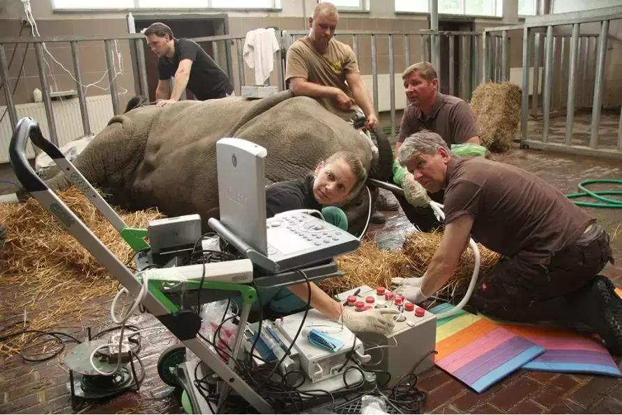 赌上全人类的技术,我们至今仍没有复活一种灭绝生物?