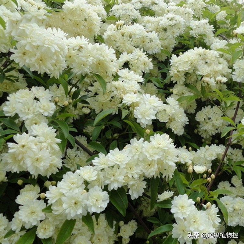 四季开花的香花植物,列举6种香花植物