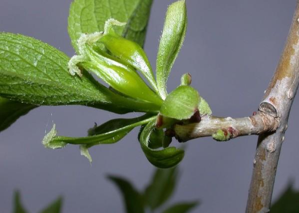 神农本草经中的药材图片,神农本草经高清彩图