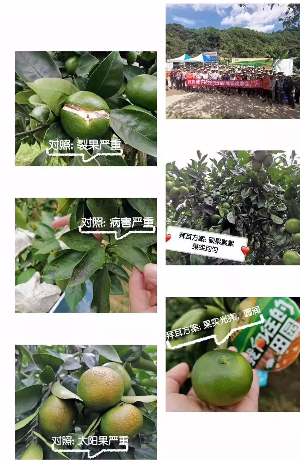 特早蜜桔果园,宜昌现在特早蜜桔行情