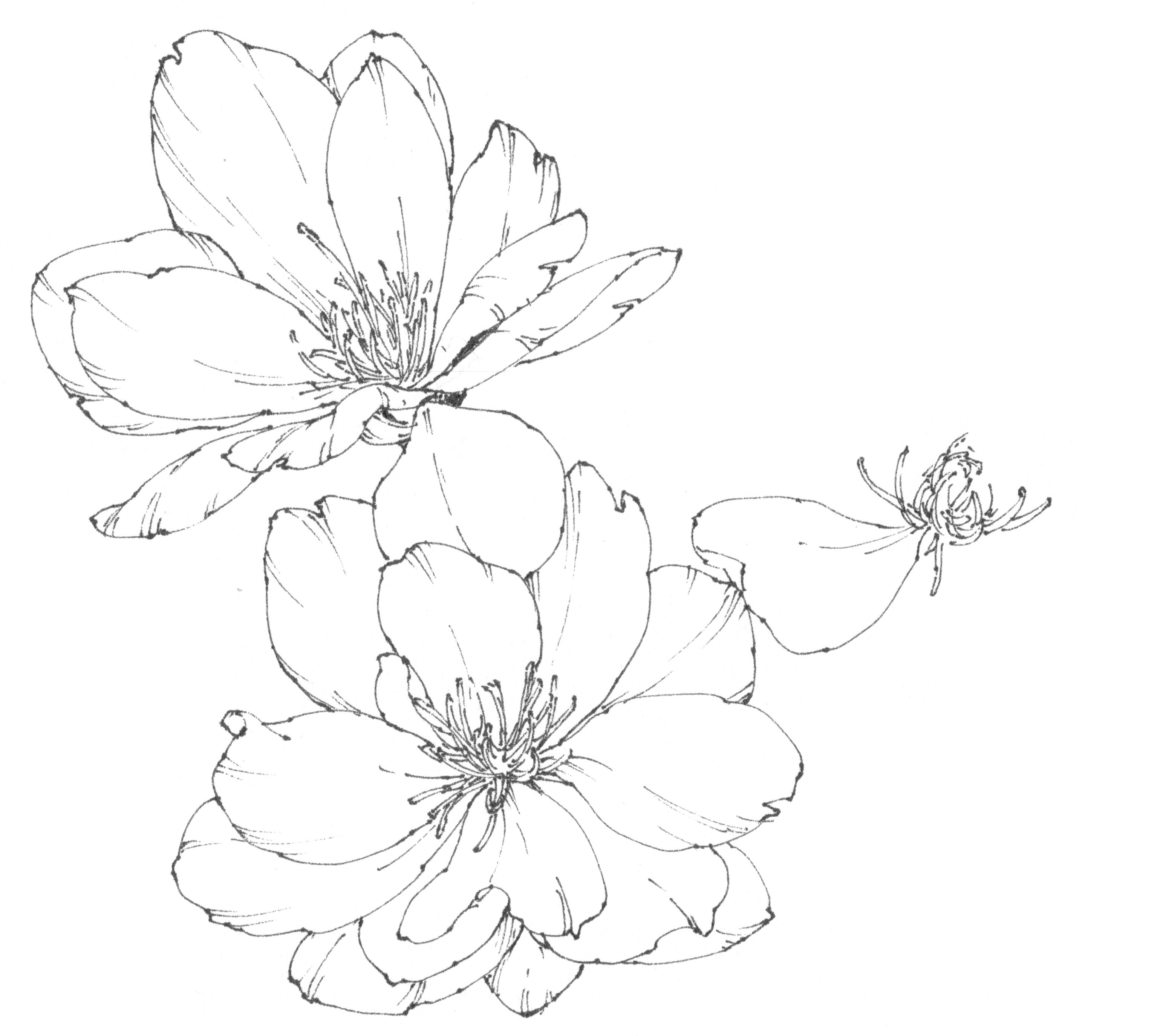 春日写生浪漫樱花,春季樱花写生季