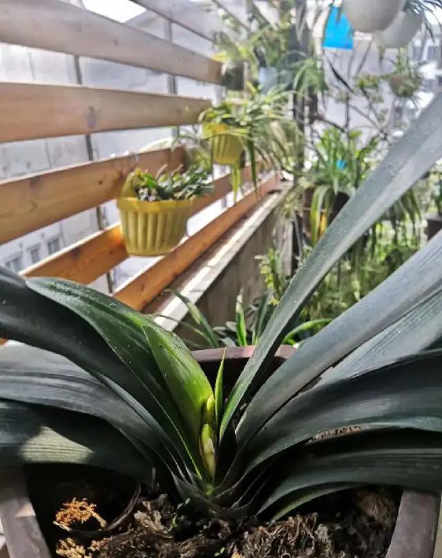 夏天种花不浇水的小窍门,哪十种花夏季少浇水