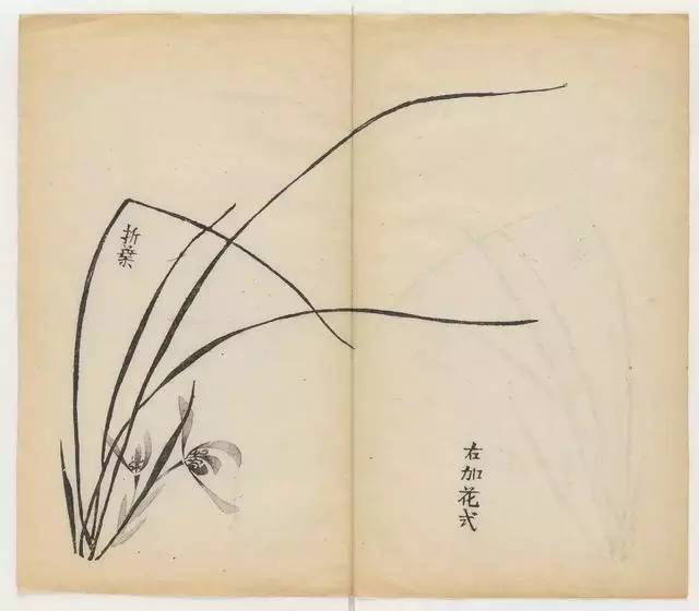 毛笔怎么画兰草,怎么画兰花和书法