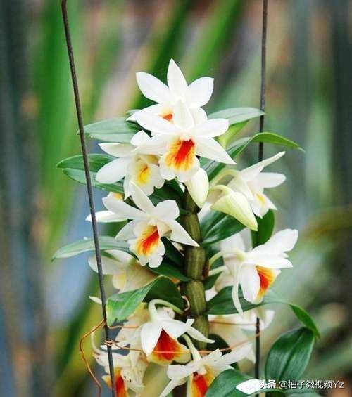 大智若愚的人生感悟句子,大智若愚的智慧名言