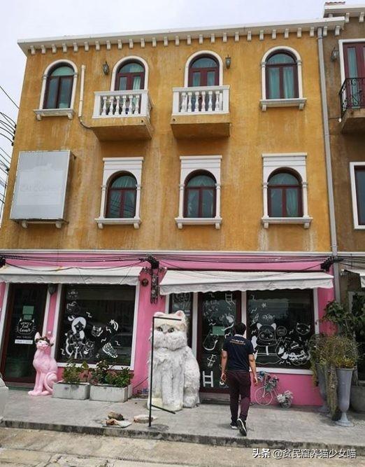 强迫接客，生病被弃，猫咖中猫咪的生存真相，根本没有那么光鲜